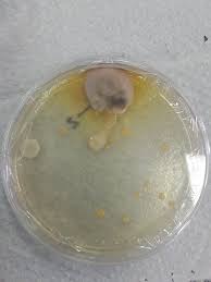 Attēlu rezultāti vaicājumam “Cribraria atrofusca”