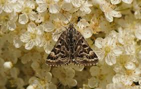 Attēlu rezultāti vaicājumam “Callistege mi”