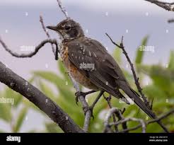 Attēlu rezultāti vaicājumam “Turdus pilaris juvenile”