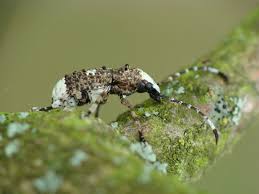 Attēlu rezultāti vaicājumam “Platystomos albinus”