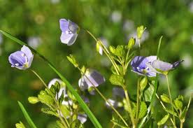 Attēlu rezultāti vaicājumam “Veronica filiformis”