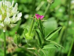Attēlu rezultāti vaicājumam “Geranium dissectum leaf”