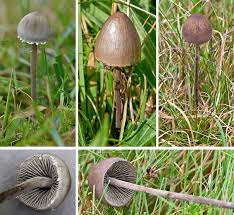 Attēlu rezultāti vaicājumam “Panaeolus papilionaceus”