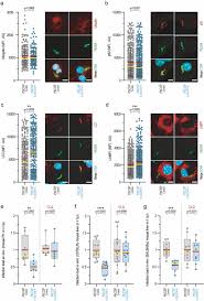 Attēlu rezultāti vaicājumam “Symphytocarpus impexus plasmodium”
