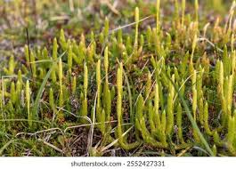 Attēlu rezultāti vaicājumam “Lycopodium clavatum”