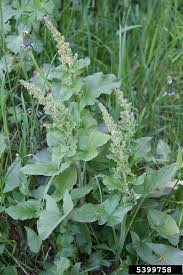 Attēlu rezultāti vaicājumam “Chenopodium bonus-henricus leaf”