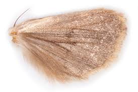 Attēlu rezultāti vaicājumam “Orthosia populeti”