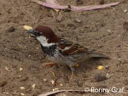 Image result for Passer hispaniolensis