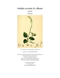 Attēlu rezultāti vaicājumam “Orthilia secunda fruit”