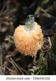 Attēlu rezultāti vaicājumam “Tubifera ferruginosa (subsp. ferruginosa) sessile”