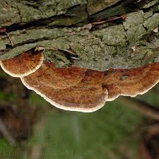 Attēlu rezultāti vaicājumam “Inonotus radiatus”