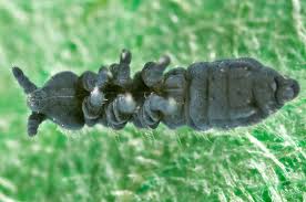 Attēlu rezultāti vaicājumam “Collembola”