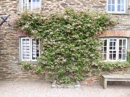 Attēlu rezultāti vaicājumam “Ampelopsis glandulosa var. brevipedunculata”