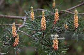 Attēlu rezultāti vaicājumam “Pinus sylvestris male flower”