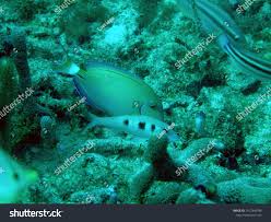 Image result for Acanthurus bahianus