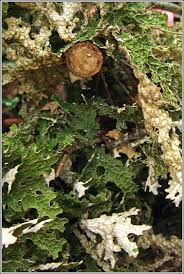 Attēlu rezultāti vaicājumam “Plectocarpon lichenum”