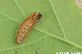 Attēlu rezultāti vaicājumam “Favonius quercus underside”