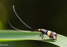 Attēlu rezultāti vaicājumam “Nematopogon sp.”
