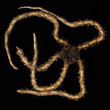 Attēlu rezultāti vaicājumam “Ophiotheca sp.”