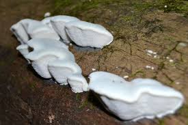 Attēlu rezultāti vaicājumam “Postia caesia”