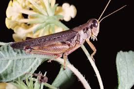 Attēlu rezultāti vaicājumam “Acrididae”