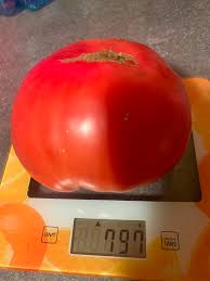 Afbeeldingsresultaat voor kosmonaut volkov 68D tomato