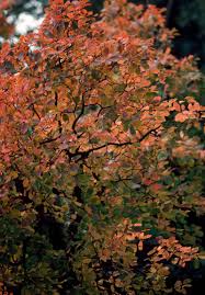 Attēlu rezultāti vaicājumam “Cotinus coggygria leaf”