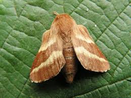 Attēlu rezultāti vaicājumam “Malacosoma castrensis male”