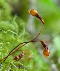 Attēlu rezultāti vaicājumam “Leptobryum pyriforme”