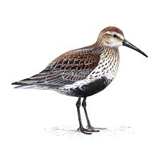Attēlu rezultāti vaicājumam “Calidris alpina”