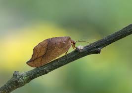 Attēlu rezultāti vaicājumam “Drepanepteryx phalaenoides”