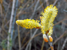 Attēlu rezultāti vaicājumam “Salix myrsinifolia male flower”