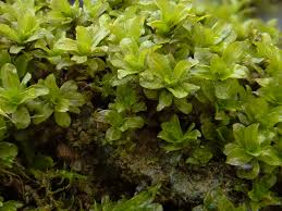 Attēlu rezultāti vaicājumam “Syntrichia latifolia macro”