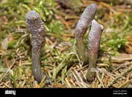 Attēlu rezultāti vaicājumam “Cordyceps ophioglossoides”