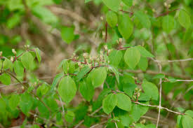 Attēlu rezultāti vaicājumam “Lonicera xylosteum leaf”