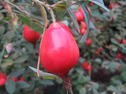 Attēlu rezultāti vaicājumam “Rosa villosa”