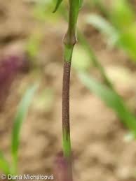 Attēlu rezultāti vaicājumam “Silene viscaria fruit”