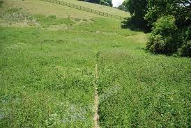 Image result for Lower Halstow Fc