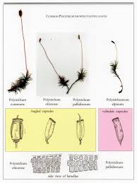 Attēlu rezultāti vaicājumam “Polytrichastrum pallidisetum”