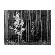 Image result for Ansel Adams Aspens New Mexico