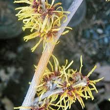 Attēlu rezultāti vaicājumam “Hamamelis mollis”