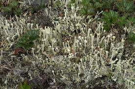 Attēlu rezultāti vaicājumam “Cladonia deformis”