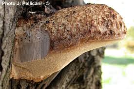 Attēlu rezultāti vaicājumam “Aurantiporus fissilis”