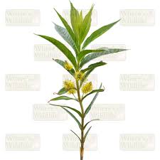 Attēlu rezultāti vaicājumam “Lysimachia thyrsiflora flower”