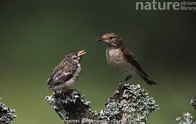 Attēlu rezultāti vaicājumam “Ficedula hypoleuca female”