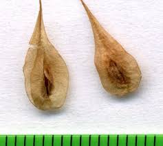 Attēlu rezultāti vaicājumam “Reynoutria sachalinensis fruit”