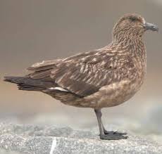 Image result for Stercorarius skua
