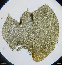 Attēlu rezultāti vaicājumam “Trilophozia quinquedentata”