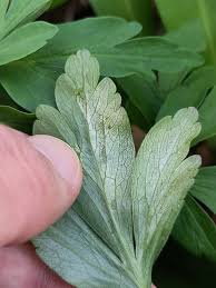 Attēlu rezultāti vaicājumam “Urocystis anemones spores”