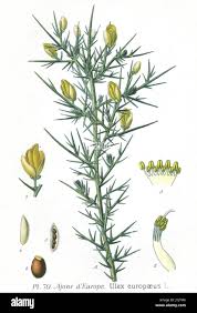 Attēlu rezultāti vaicājumam “Hordelymus europaeus fruit”